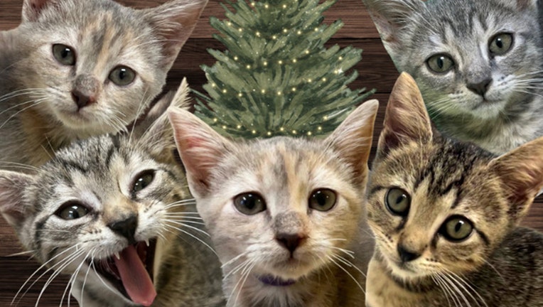 Images of each 'Backstreet Kitten' provided by SPCA Tampa Bay.