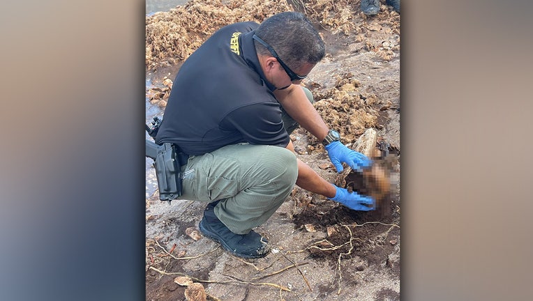Crime scene technicians work to preserve human remains unearthed when Hurricane Nicole made landfall in Martin County, Florida.