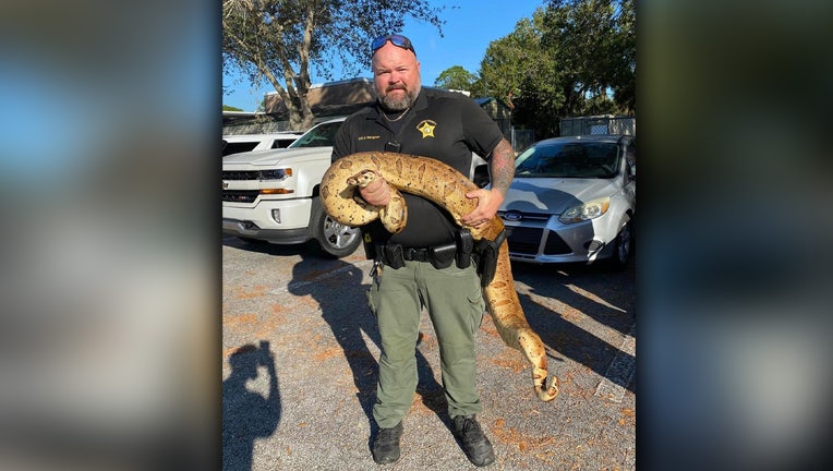 A deputy holds up the 10-foot boa constrictor found in a Florida neighborhood.