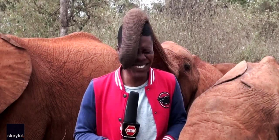 Hilarious video proves reporter s point about why elephants need