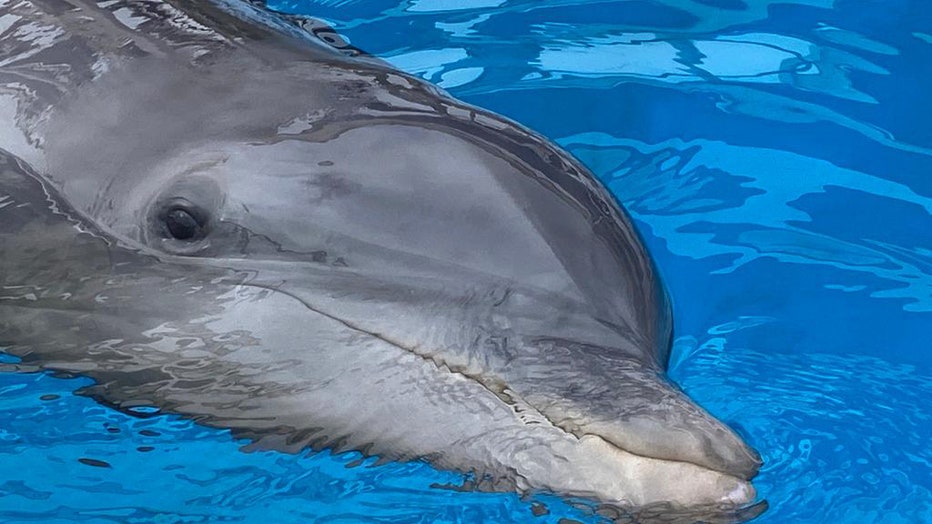 Izzy swims in her new home at the Clearwater Marine Aquarium. Photo is courtesy of the Clearwater Marine Aquarium. 