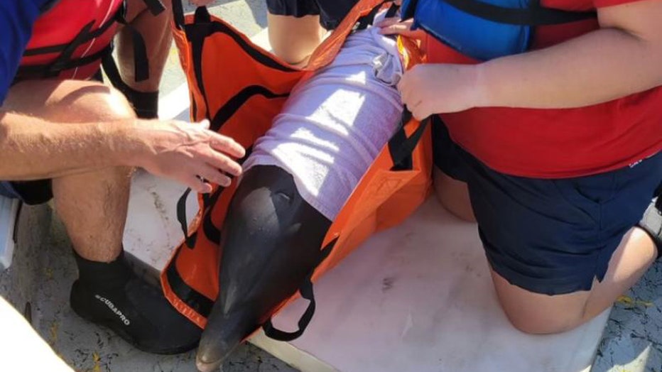 Izzy being rescued from a Texas canal. Photo is courtesy of the Texas Marine Mammal Stranding Network.