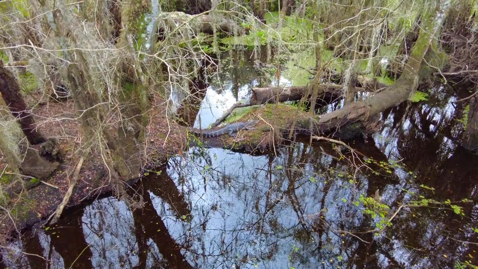 Alligators in water at Lettuce Lake Park