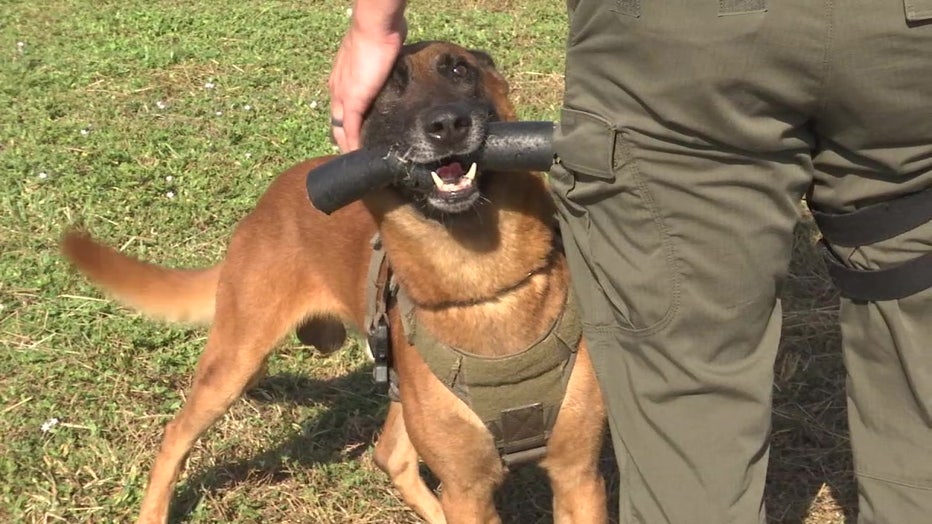 K9 Loki with a toy in his mouth. 