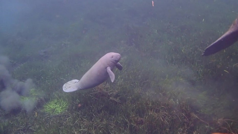 A manatee swims in a Florida waterway.
