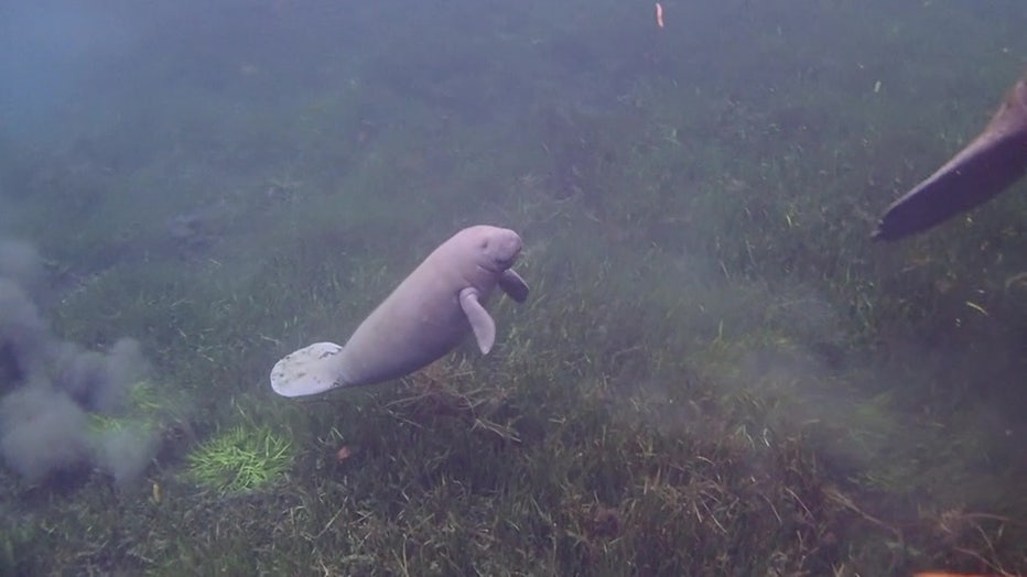 A manatee swims in a Florida waterway.