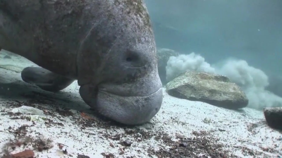 A manatee swims in a Florida waterway.