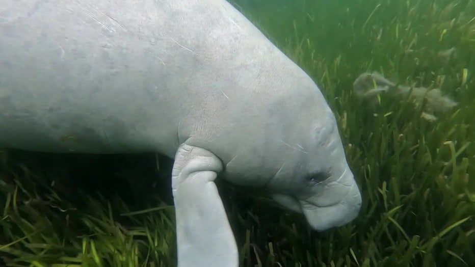 How Hurricane Ian Impacted Florida Manatees | FOX 13 Tampa Bay