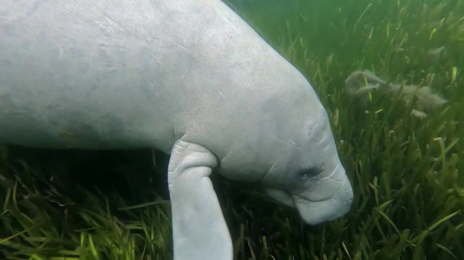 A manatee swims in a Florida waterway. 