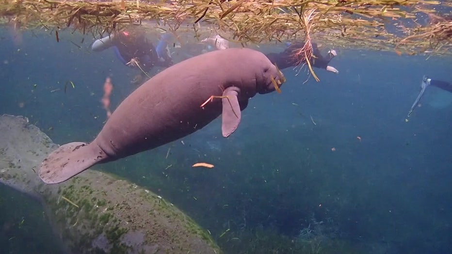 A manatee swims in a Florida waterway.