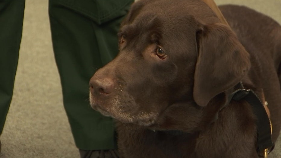 Tacoma is a therapy dog who helps put veterans at ease.