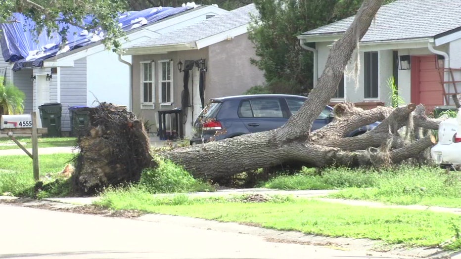 A tree was uprooted during Hurricane Ian and landed on a driveway.