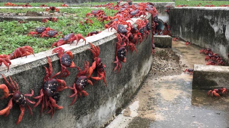 Thousands of red crabs are seen walking in a drain on November 23, 2021 in Christmas Island.