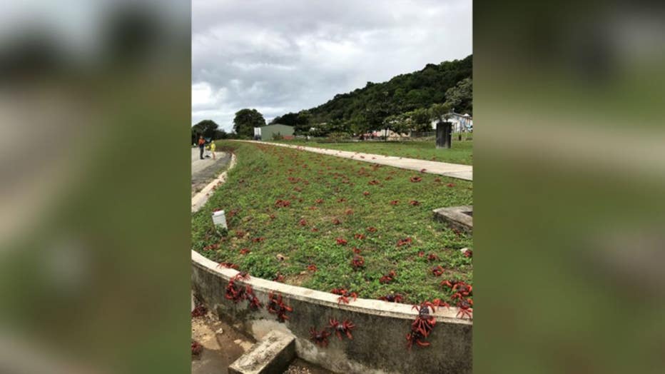 Thousands of red crabs are seen along the side of a road on November 23, 2021 in Christmas Island.