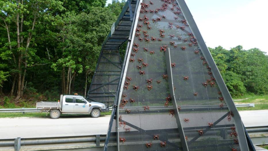 Thousands of red crabs are seen walking over a crab bridge on November 23, 2021 in Christmas Island.