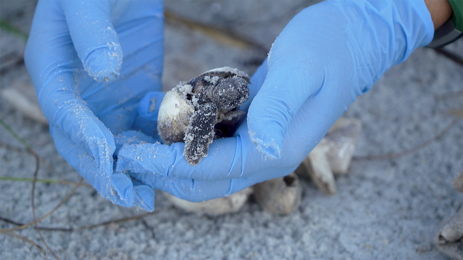 Loggerhead sea turtle hatchlings released by Clearwater Marine Aquarium (Courtesy CMA)