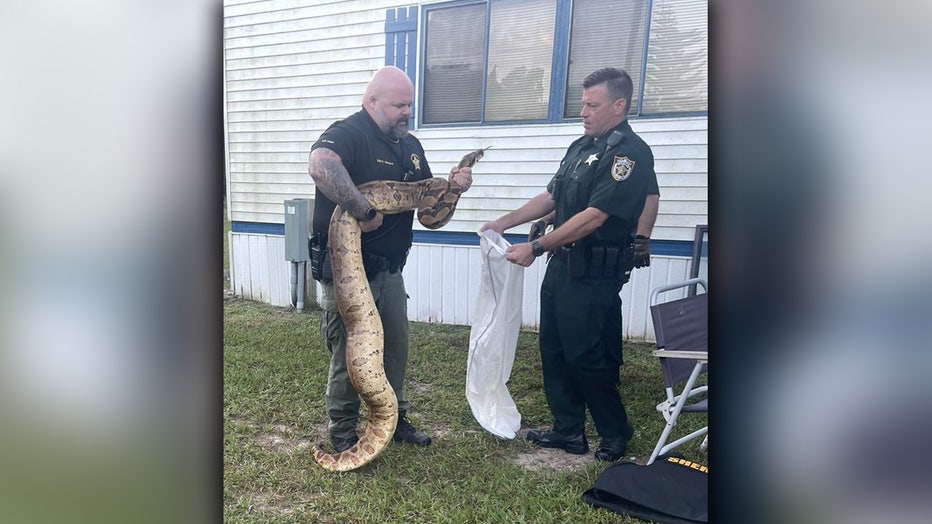 A deputy holds a 10-foot boa constrictor while another law enforcement officer holds a bag up to capture the snake.