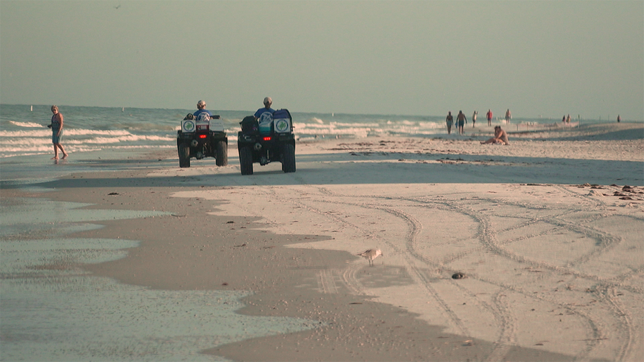 Turtle watchers patrol beaches of Pinellas County (Courtesy