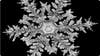 A 12-sided snowflake? Colorado photographer captures unusual snowflake formation