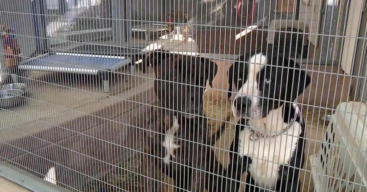 Tampa Bay animal shelters waive adoption fees to clear space amid ...