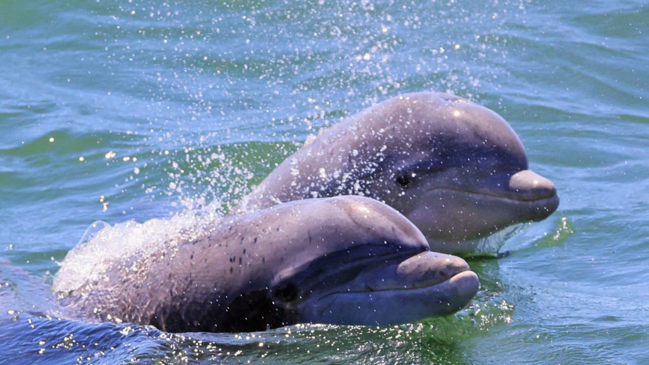 Scientists find signs of Alzheimer’s disease in dolphin brains Scientists find signs of Alzheimer’s disease in dolphin brains