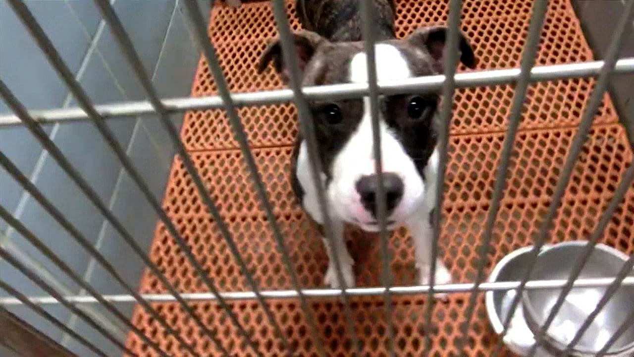 Pinellas Animal Services suspending dog adoptions due to canine virus