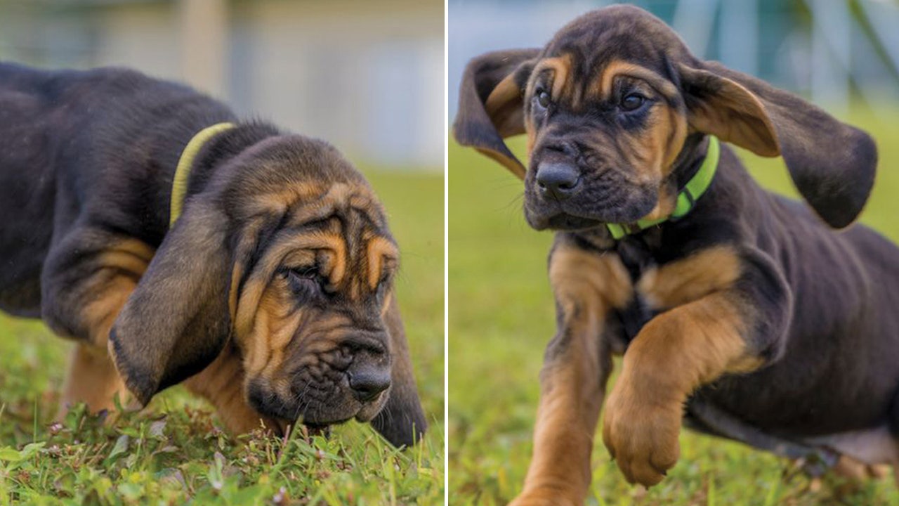 Bloodhound hot sale puppy pictures