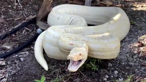 Snake wranglers capture massive albino boa constrictor in Florida backyard