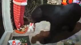 WATCH: Hungry bear steals Chick-fil-A order from Florida family's home