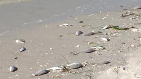 Red tide bloom tracks north, killing 1,700 pounds of fish along St. Pete Beach