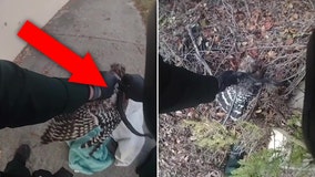 Florida deputy saves hawk being strangled by snake after bird's would-be meal tried to 'turn the tables'