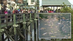 TECO's Manatee Viewing Center is a popular destination for sea cows and tourists alike