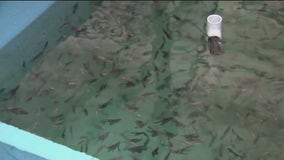 Tropical fish farmers bracing for any impacts from cold temperatures