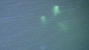 Venice plane crash: Search continues for missing pilot after bodies of woman, 12-year-old girl were recovered