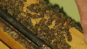 Monin and Bee Downtown bring honey bees to Clearwater