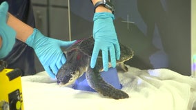 10 cold, stunned sea turtles found in Cape Cod Bay receiving care at Clearwater Marine Aquarium