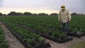 Local strawberry farmers and gardeners preparing for cold weather