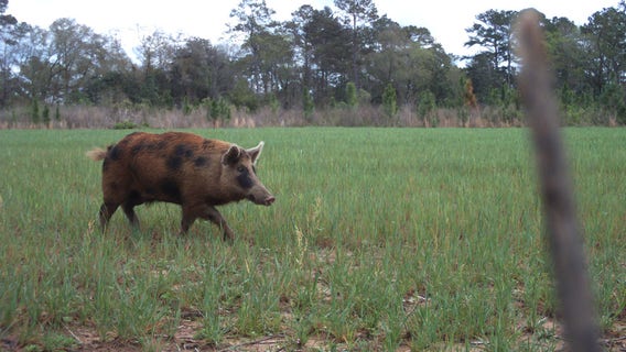 Florida opens registration for 2023 feral hog hunting