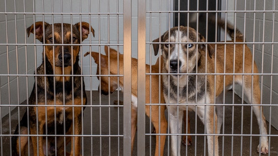 U.S. shelters report increase in dog flu cases