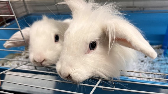 Hillsborough commissioners to consider regulating rabbit sales in county