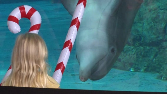 CMA honors Winter’s legacy with ‘Rescue Days’ on the anniversary of her rescue