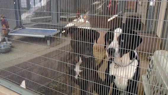 Tampa Bay animal shelters waive adoption fees to clear space amid continued overcrowding