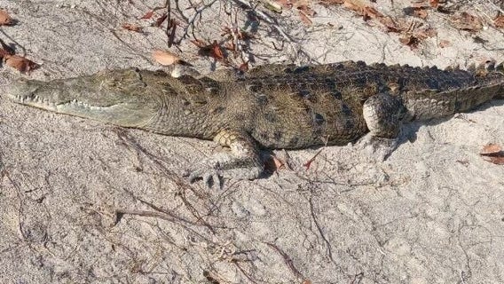 American crocodile found much farther north than usual in rare sighting at Florida beach