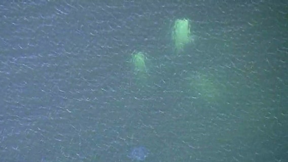 Venice plane crash: Search continues for missing pilot after bodies of woman, 12-year-old girl were recovered