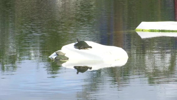 Local environmental groups help clear waterways of Hurricane Ian debris