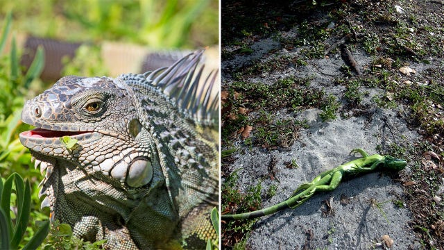 When do iguanas fall from trees in Florida (and will it happen on Christmas Day)?