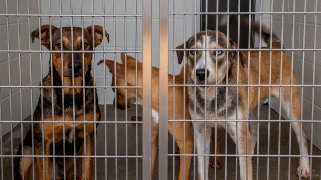 U.S. shelters report increase in dog flu cases