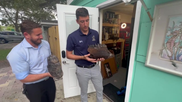 Mastodon tusk, teeth found by STEM teachers diving in waters off St. Pete