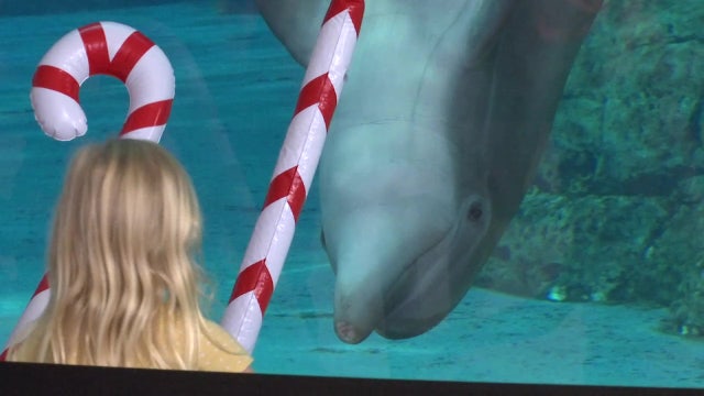 CMA honors Winter’s legacy with ‘Rescue Days’ on the anniversary of her rescue