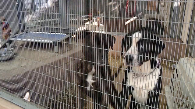 Tampa Bay animal shelters waive adoption fees to clear space amid continued overcrowding